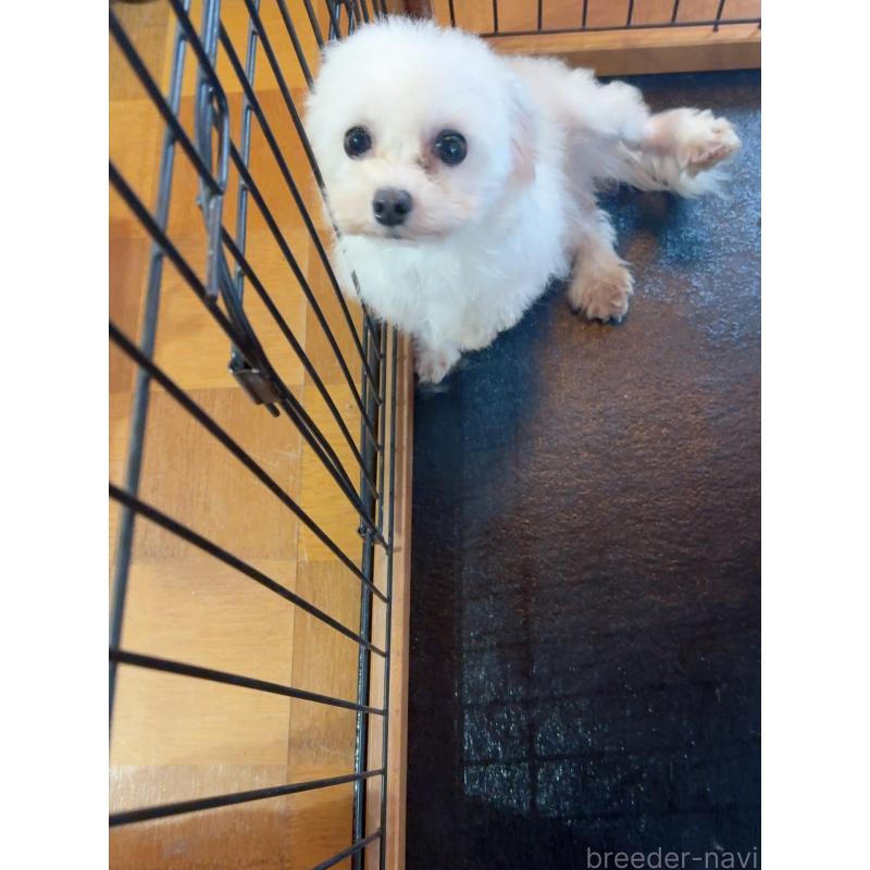 販売中の岐阜県のミックス犬-431975の6枚目