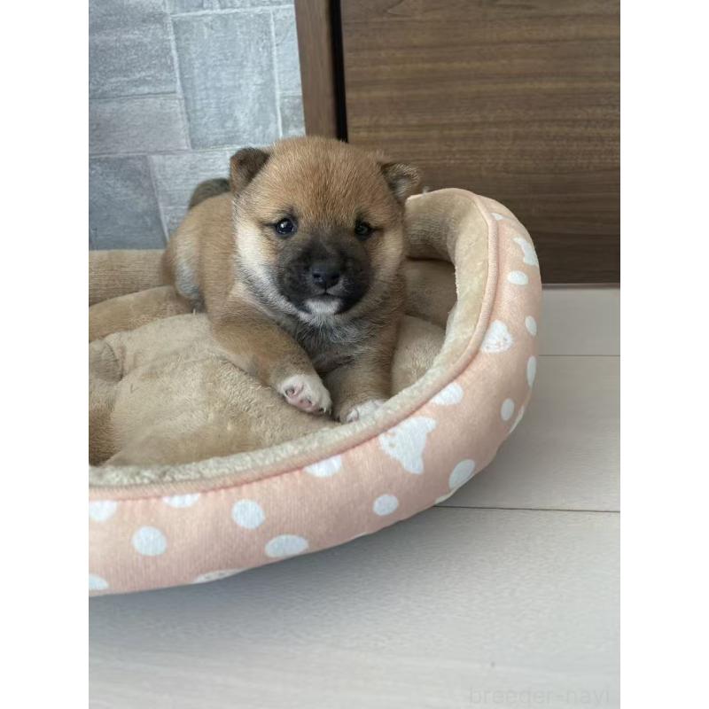 販売中の茨城県の豆柴-431974の6枚目