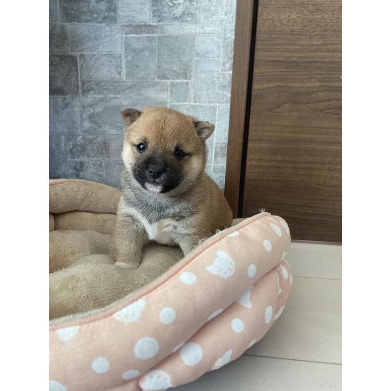 販売中の茨城県の豆柴-431974の5枚目