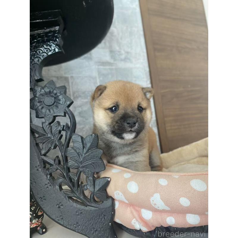 販売中の茨城県の豆柴-431974の4枚目