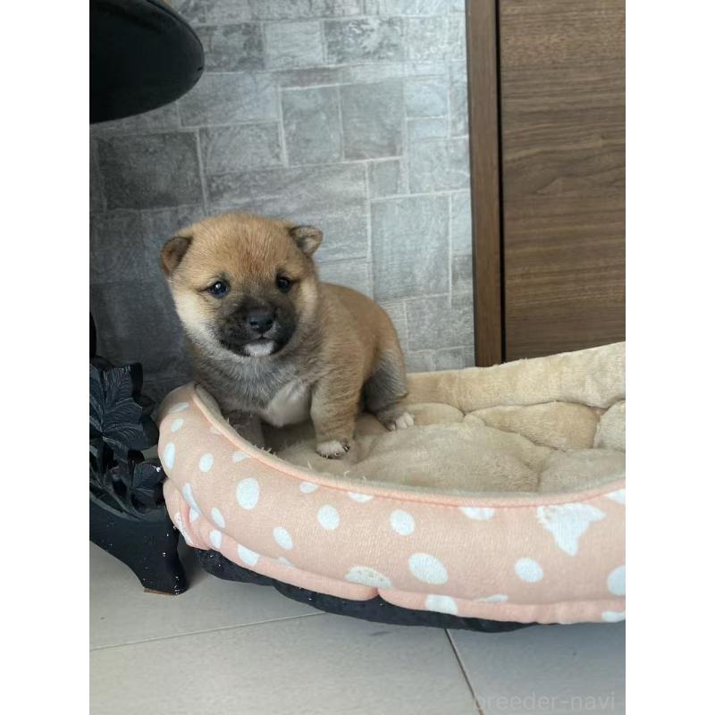 販売中の茨城県の豆柴-431974の3枚目