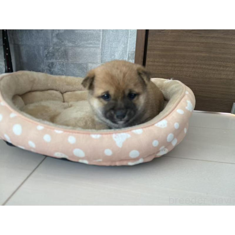 販売中の茨城県の豆柴-431976の5枚目