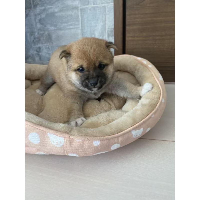 販売中の茨城県の豆柴-431976の3枚目