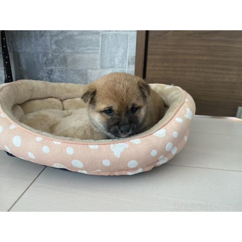 販売中の茨城県の豆柴-431976の2枚目