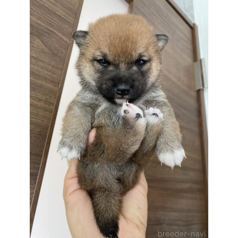 販売中の茨城県の豆柴-431977の7枚目