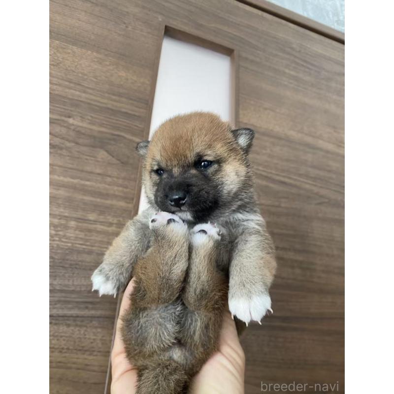 販売中の茨城県の豆柴-431977の6枚目