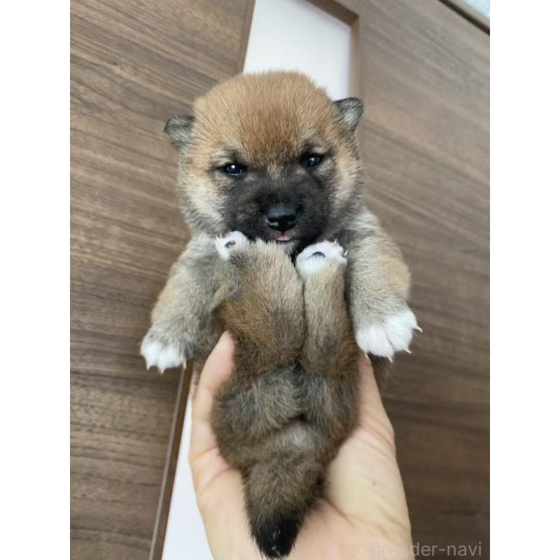 販売中の茨城県の豆柴-431977の5枚目