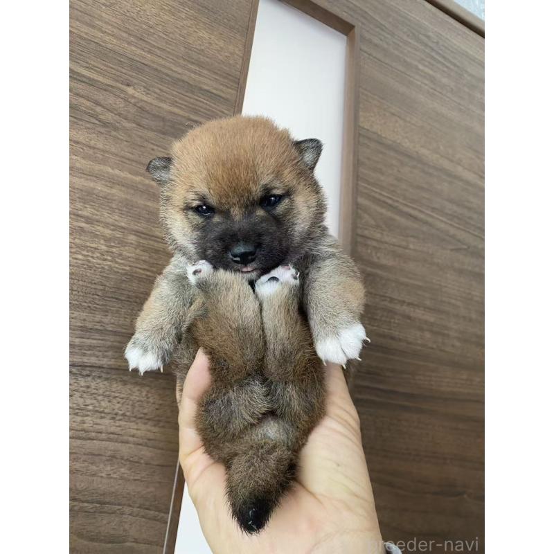 販売中の茨城県の豆柴-431977の4枚目