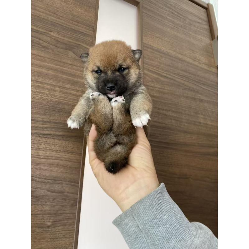 販売中の茨城県の豆柴-431977の3枚目