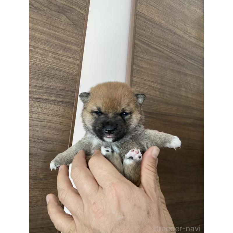 販売中の茨城県の豆柴-431977の2枚目