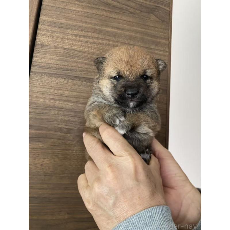 販売中の茨城県の豆柴-431978の7枚目