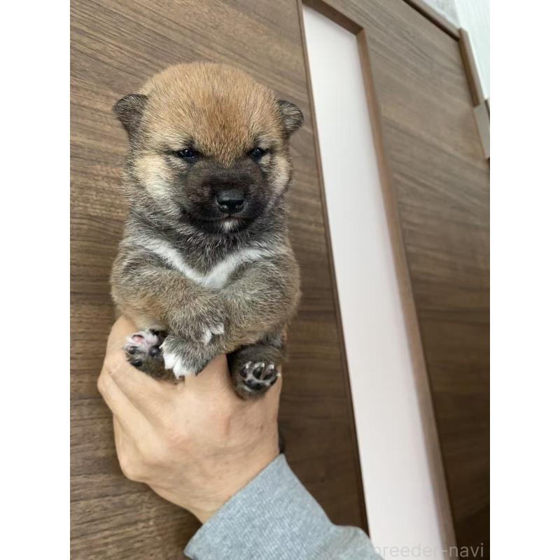 販売中の茨城県の豆柴-431978の6枚目