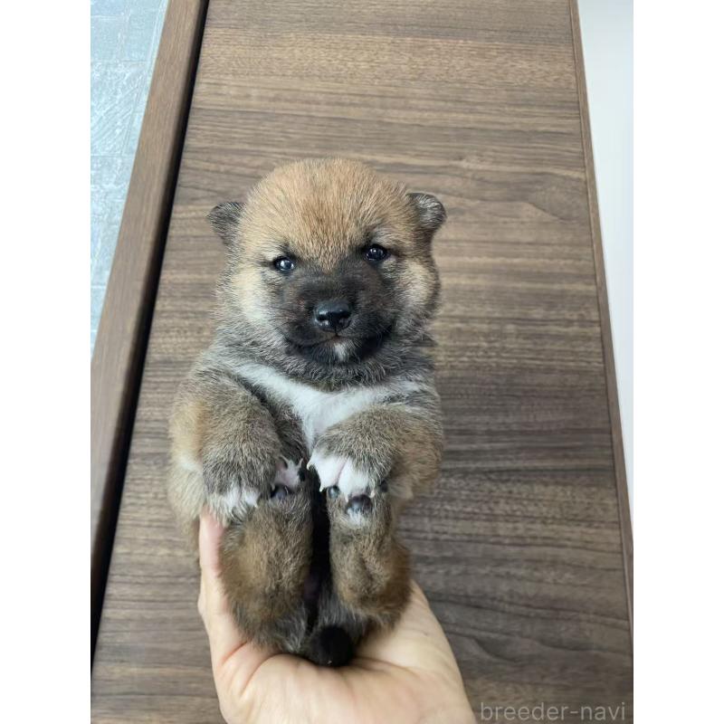 販売中の茨城県の豆柴-431978の5枚目