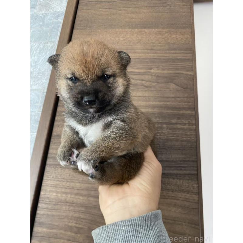 販売中の茨城県の豆柴-431978の4枚目