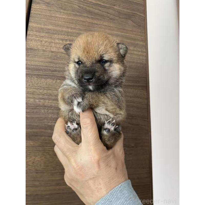 販売中の茨城県の豆柴-431978の3枚目