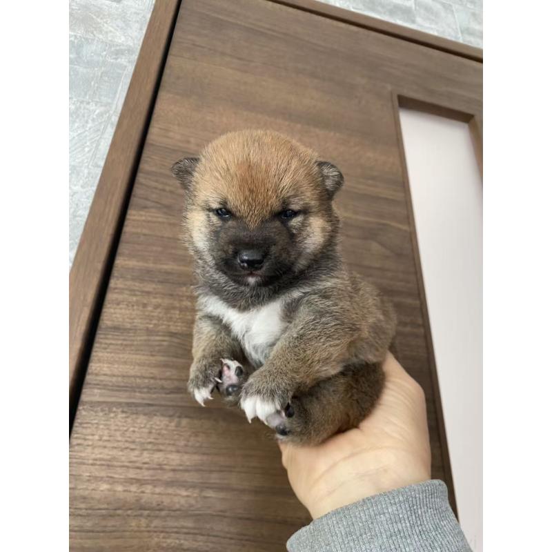 販売中の茨城県の豆柴-431978の2枚目