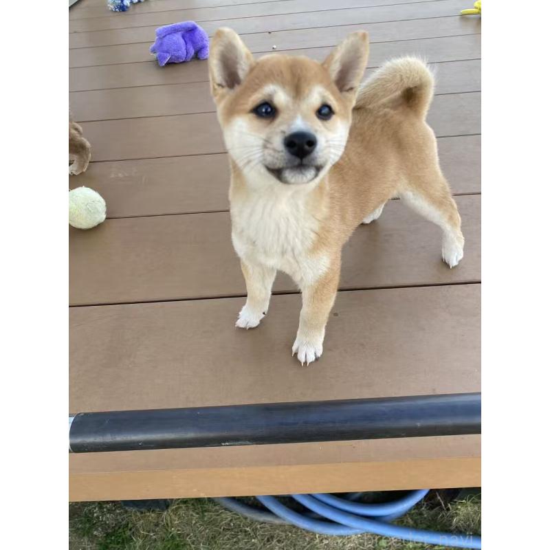 販売中の茨城県の豆柴-420377の9枚目