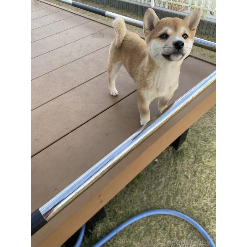 販売中の茨城県の豆柴-420377の8枚目