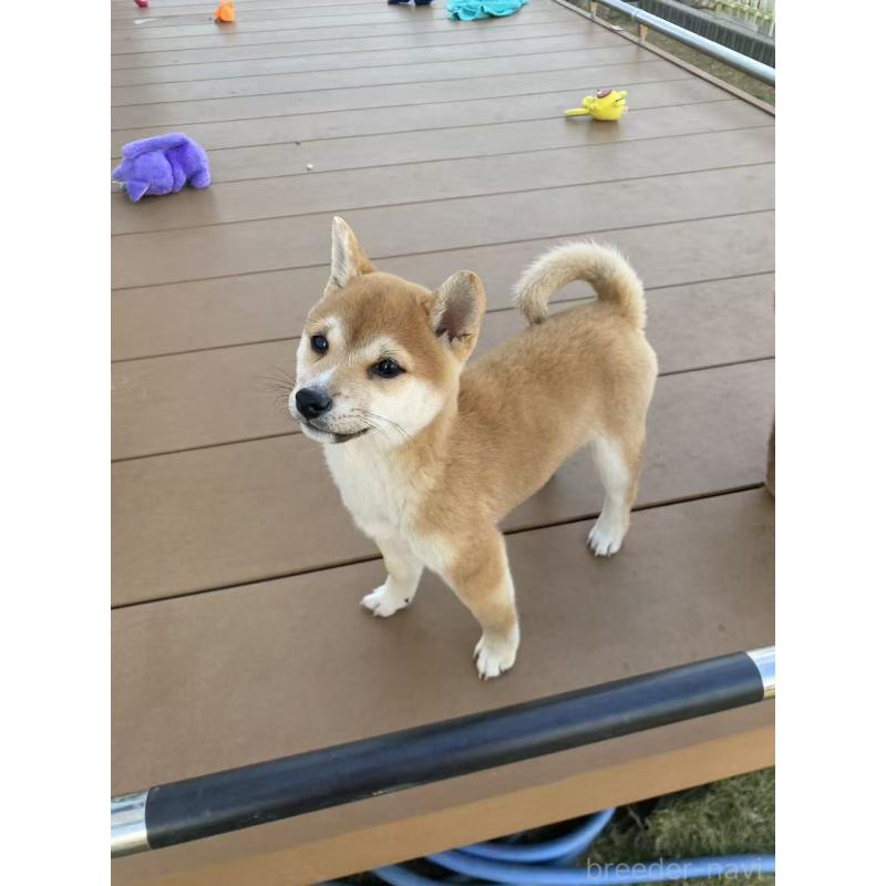 販売中の茨城県の豆柴-420377の7枚目