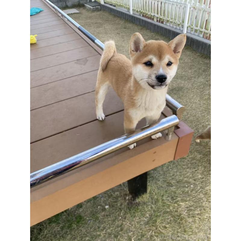 販売中の茨城県の豆柴-420377の4枚目