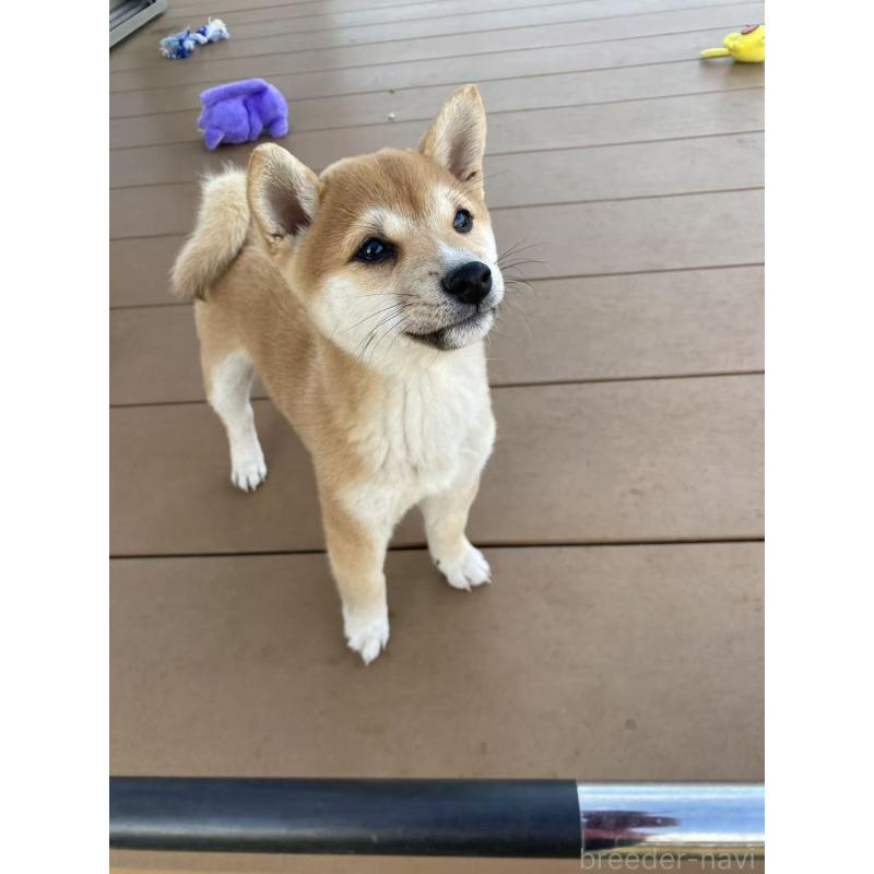 販売中の茨城県の豆柴-420377の5枚目