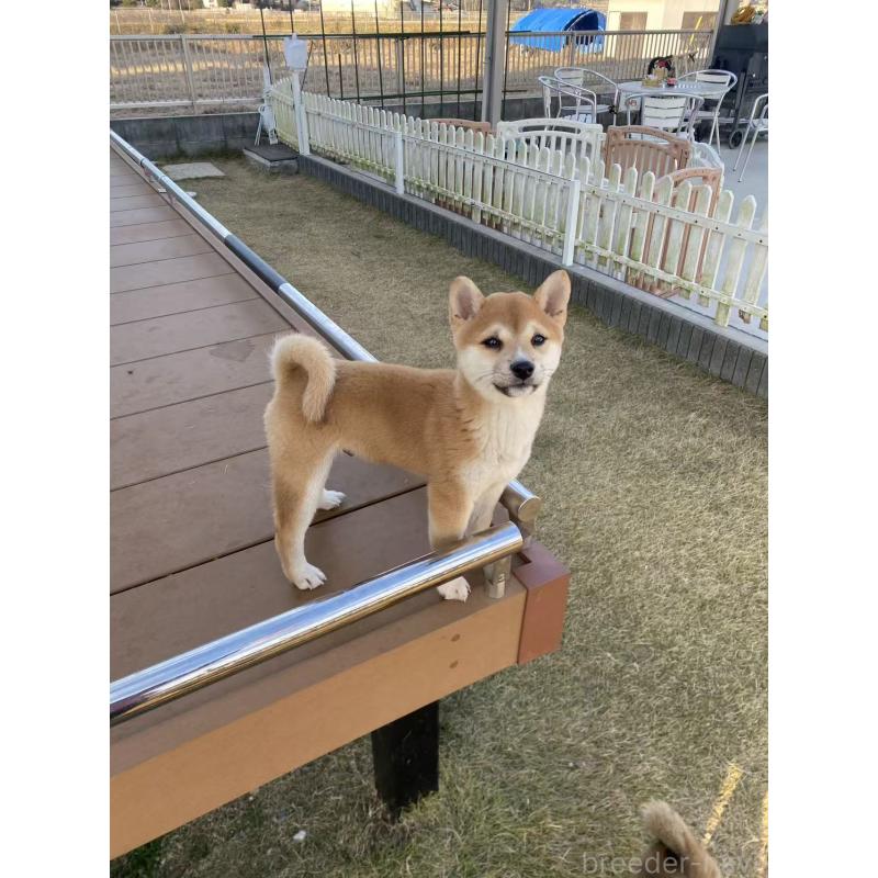 販売中の茨城県の豆柴-420377の3枚目