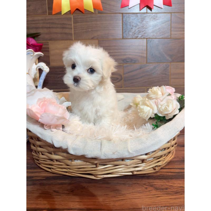 販売中の岐阜県のマルチーズ-431979の12枚目