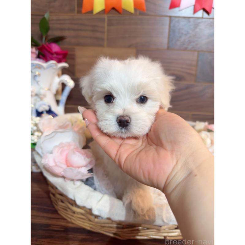 販売中の岐阜県のマルチーズ-431979の11枚目