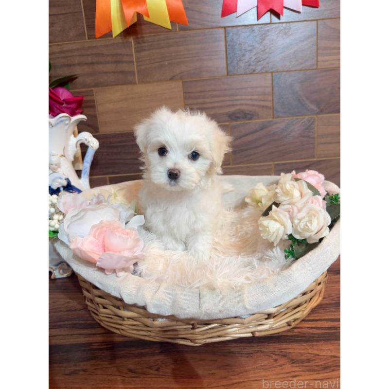 販売中の岐阜県のマルチーズ-431979の9枚目