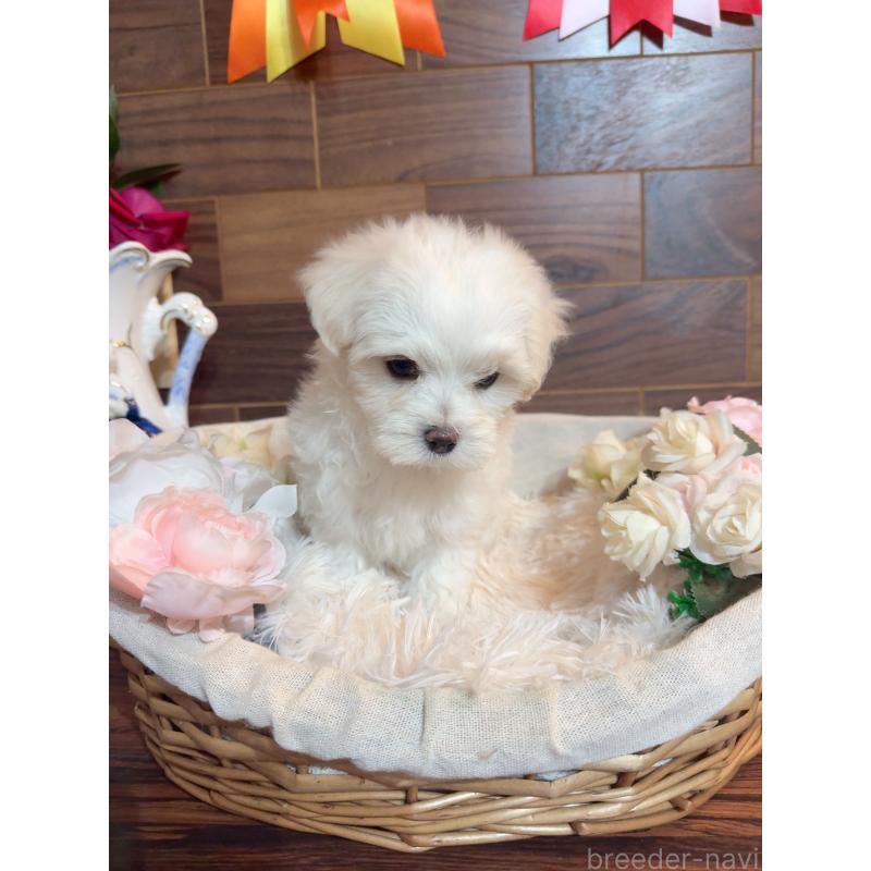 販売中の岐阜県のマルチーズ-431979の8枚目