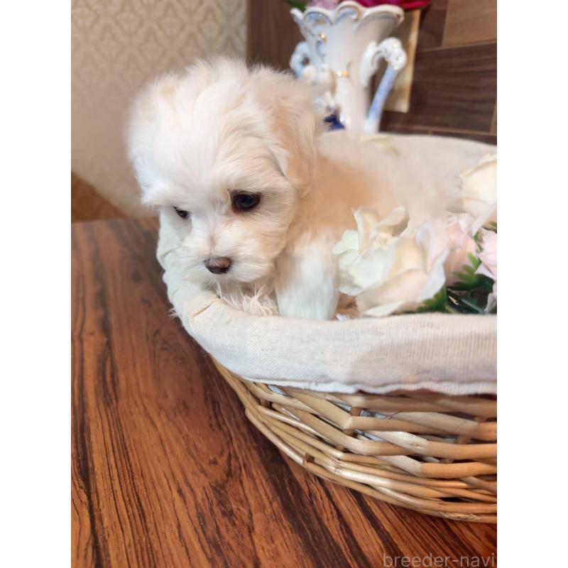 販売中の岐阜県のマルチーズ-431979の7枚目