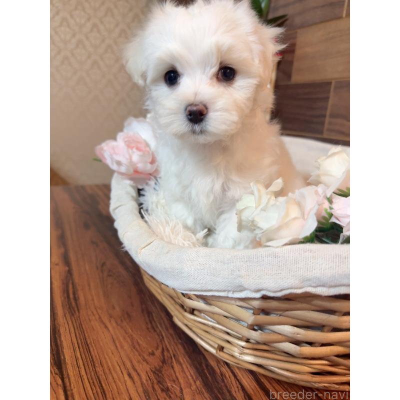 販売中の岐阜県のマルチーズ-431979の6枚目