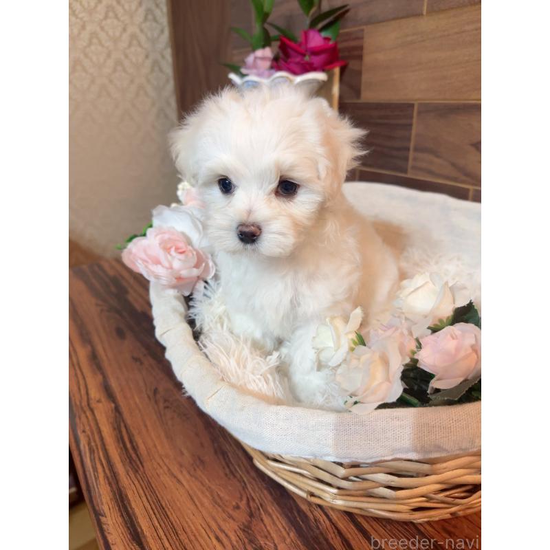 販売中の岐阜県のマルチーズ-431979の5枚目