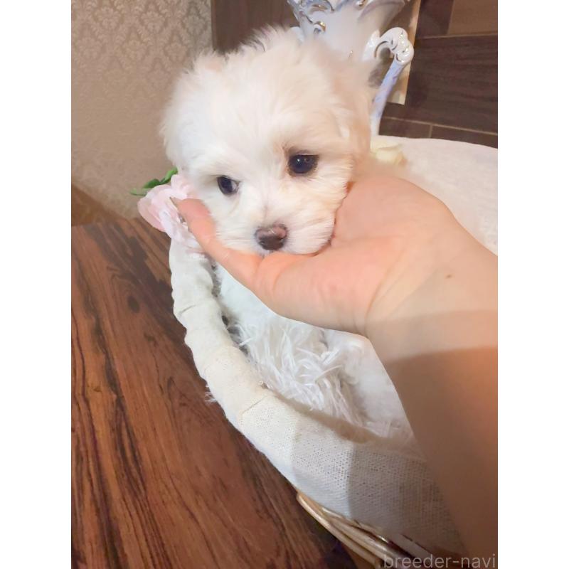 販売中の岐阜県のマルチーズ-431979の4枚目