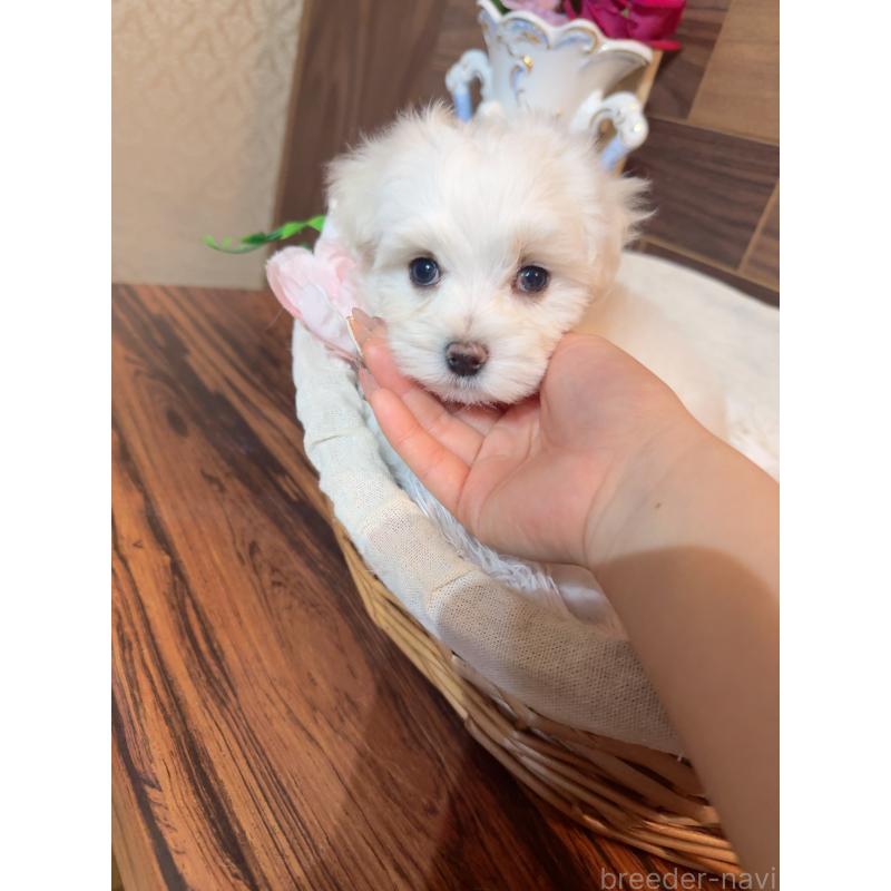 販売中の岐阜県のマルチーズ-431979の3枚目