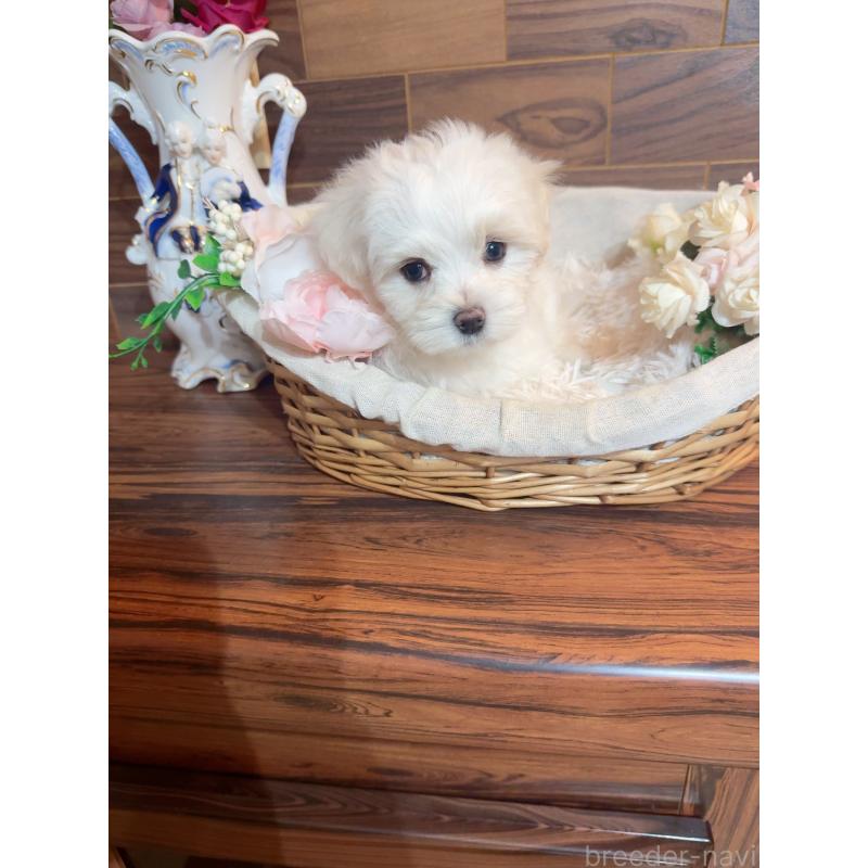 販売中の岐阜県のマルチーズ-431979の2枚目