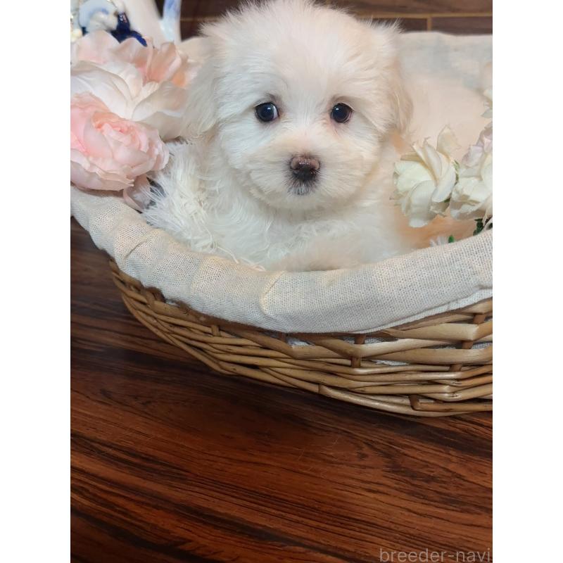 販売中の岐阜県のマルチーズ-431981の10枚目