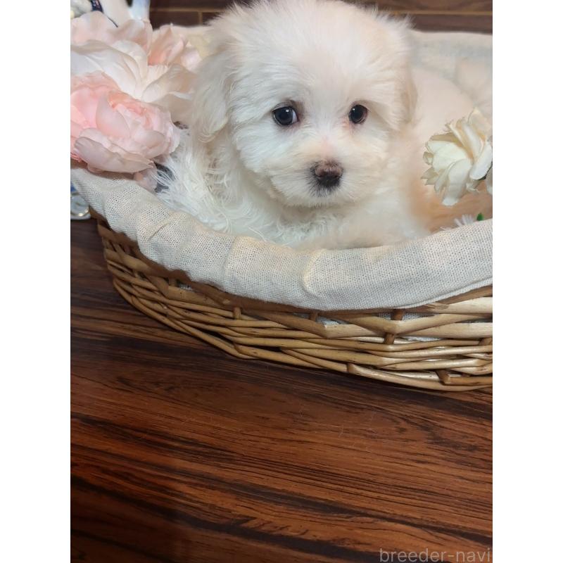 販売中の岐阜県のマルチーズ-431981の9枚目