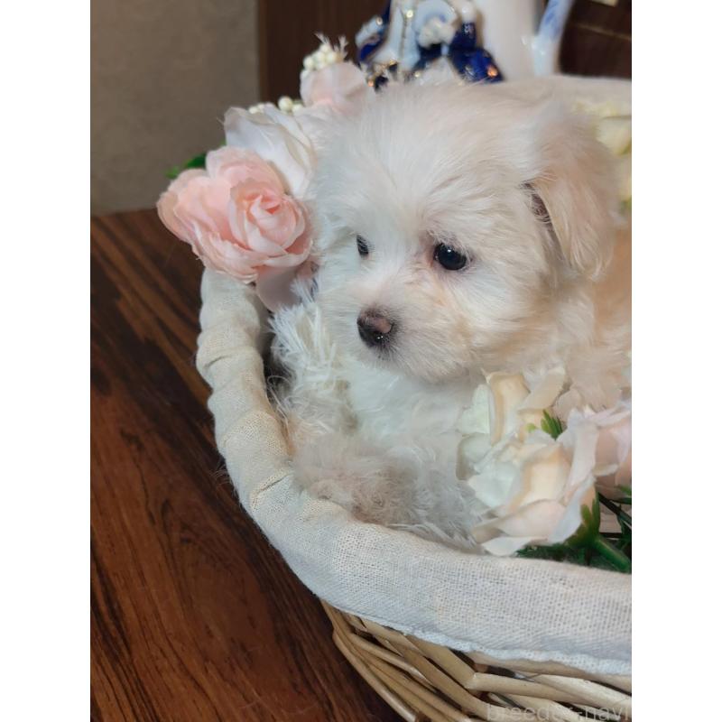 販売中の岐阜県のマルチーズ-431981の8枚目