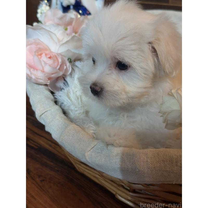 販売中の岐阜県のマルチーズ-431981の7枚目