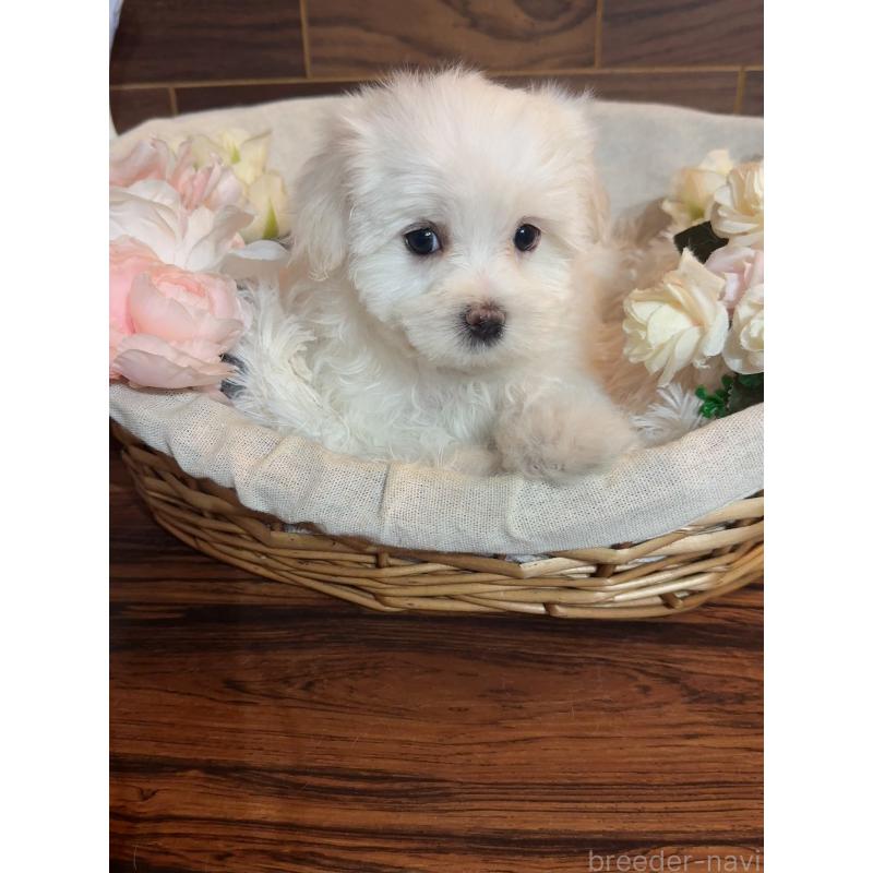 販売中の岐阜県のマルチーズ-431981の6枚目