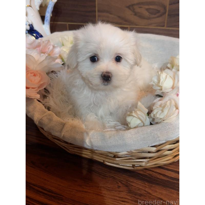 販売中の岐阜県のマルチーズ-431981の5枚目