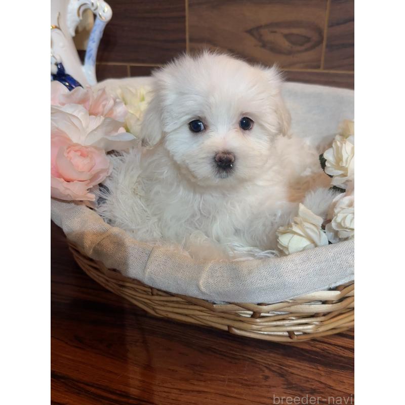 販売中の岐阜県のマルチーズ-431981の3枚目