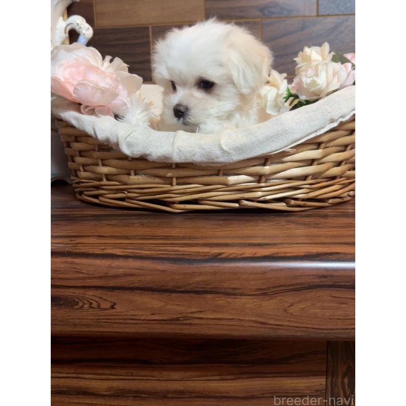 販売中の岐阜県のマルチーズ-431982の12枚目