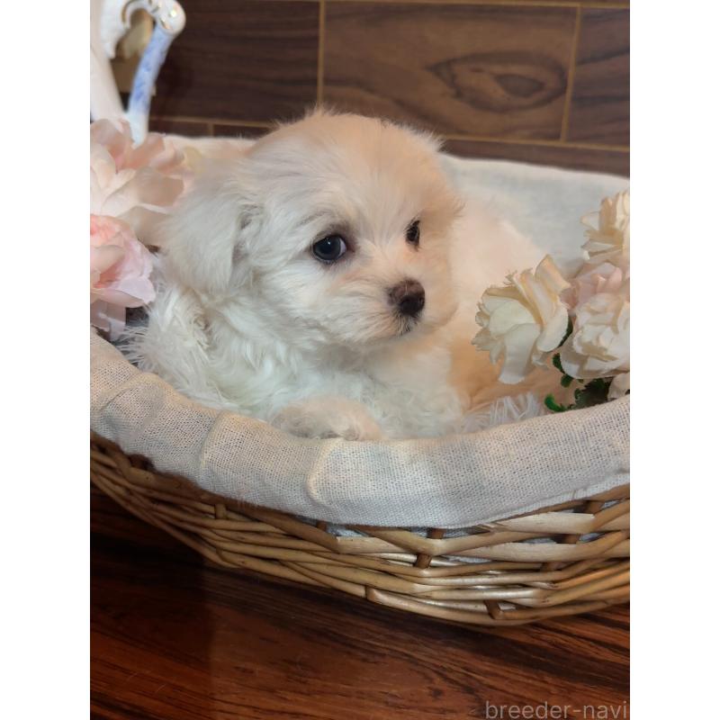 販売中の岐阜県のマルチーズ-431982の11枚目