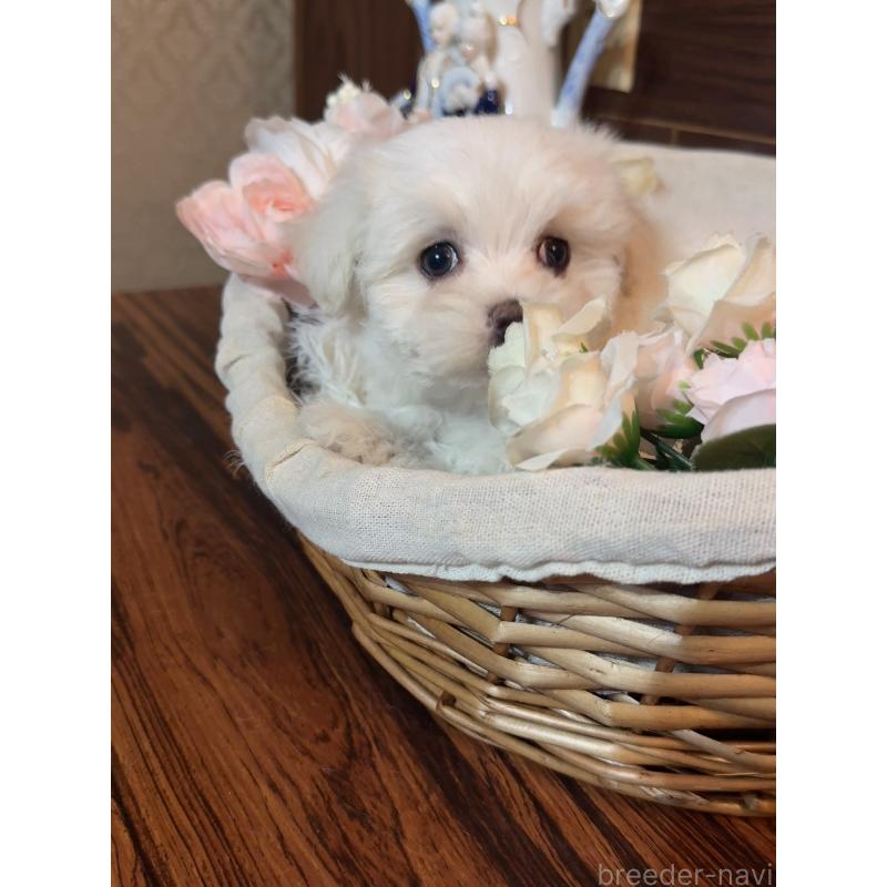 販売中の岐阜県のマルチーズ-431982の10枚目