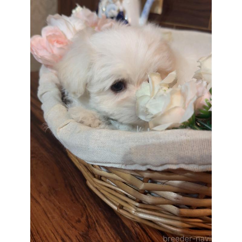 販売中の岐阜県のマルチーズ-431982の8枚目