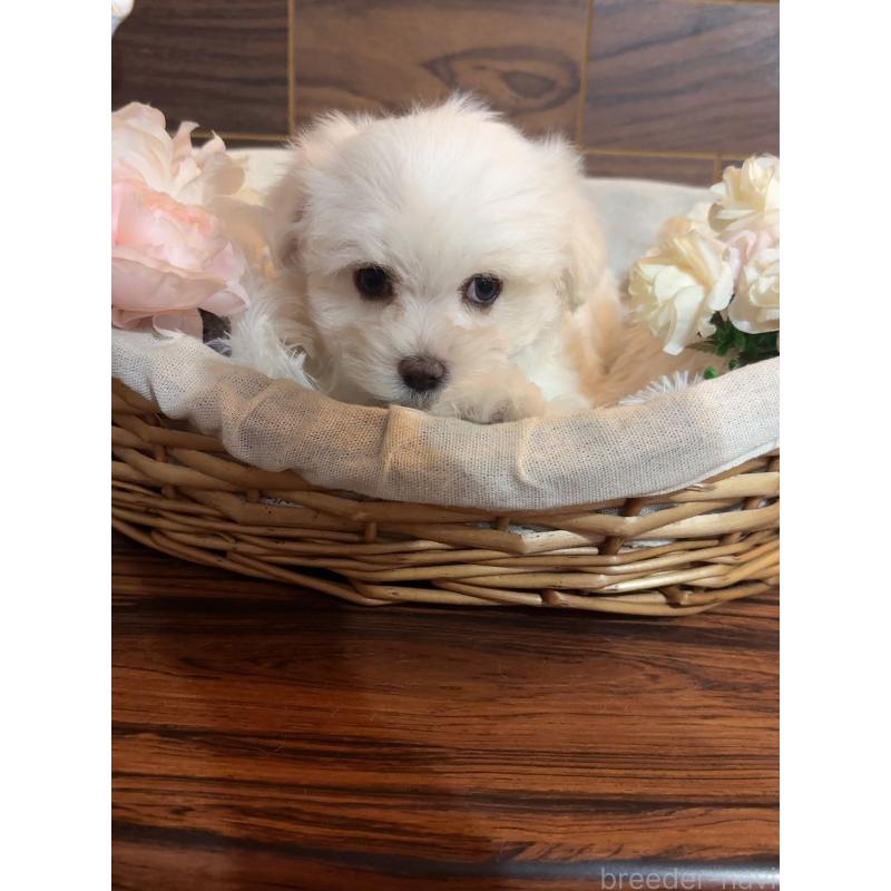 販売中の岐阜県のマルチーズ-431982の7枚目