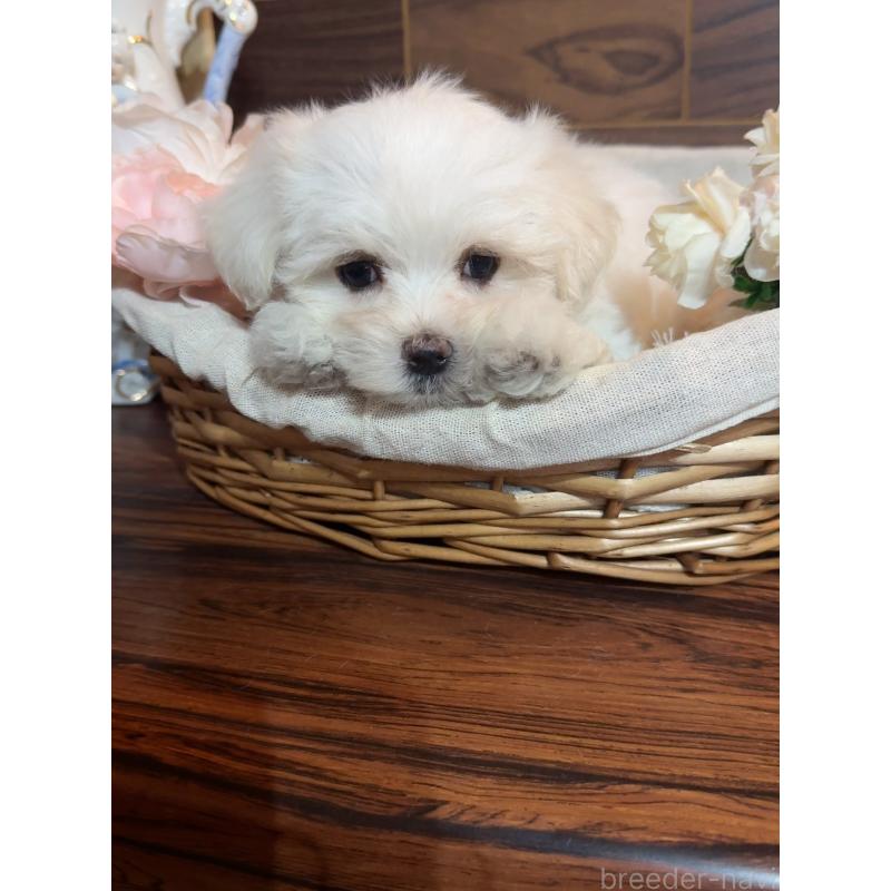 販売中の岐阜県のマルチーズ-431982の6枚目