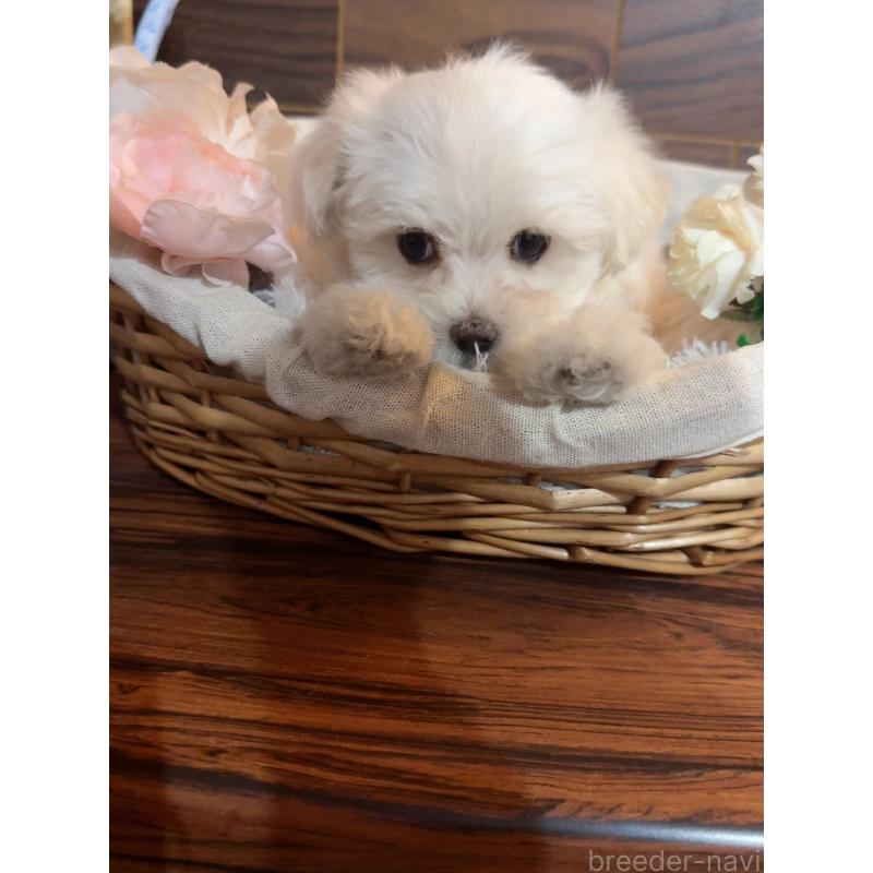 販売中の岐阜県のマルチーズ-431982の5枚目